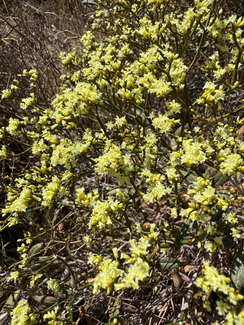 Eriogonum corymbosum var. aureum photo 5