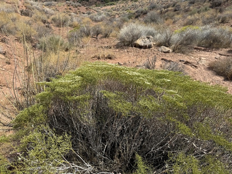 Eriogonum corymbosum var. aureum photo 6