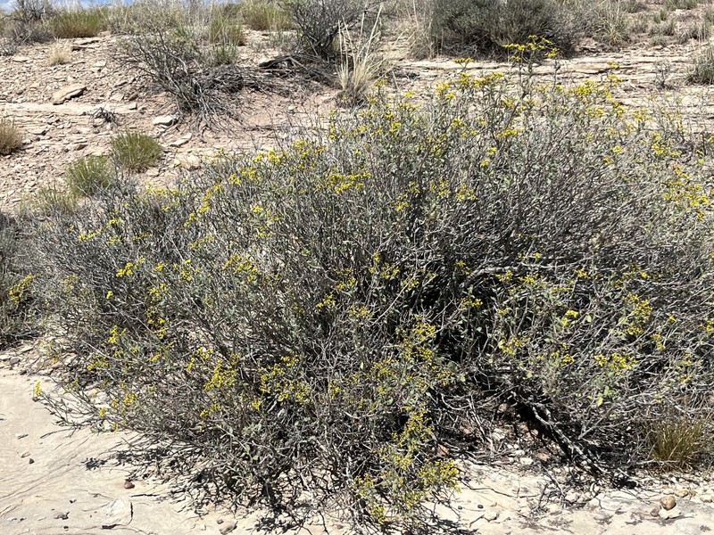 Eriogonum corymbosum var. aureum photo 7