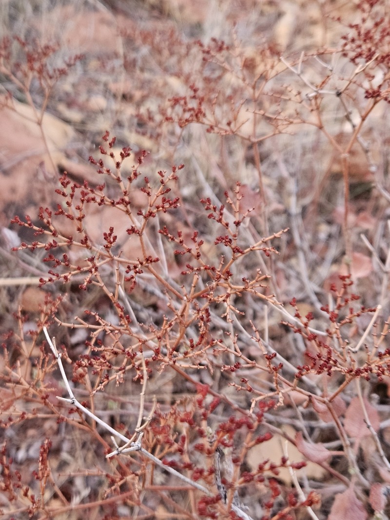Eriogonum corymbosum var. corymbosum