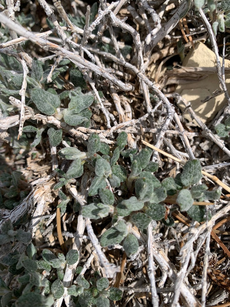 Eriogonum corymbosum var. corymbosum photo 2