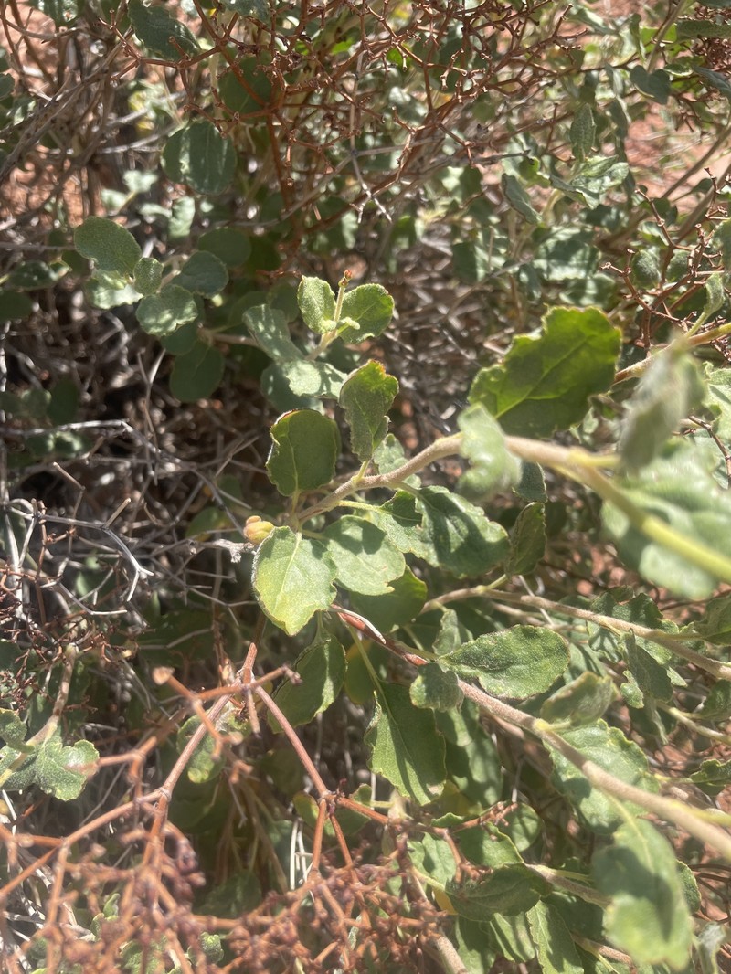 Eriogonum corymbosum var. corymbosum photo 3