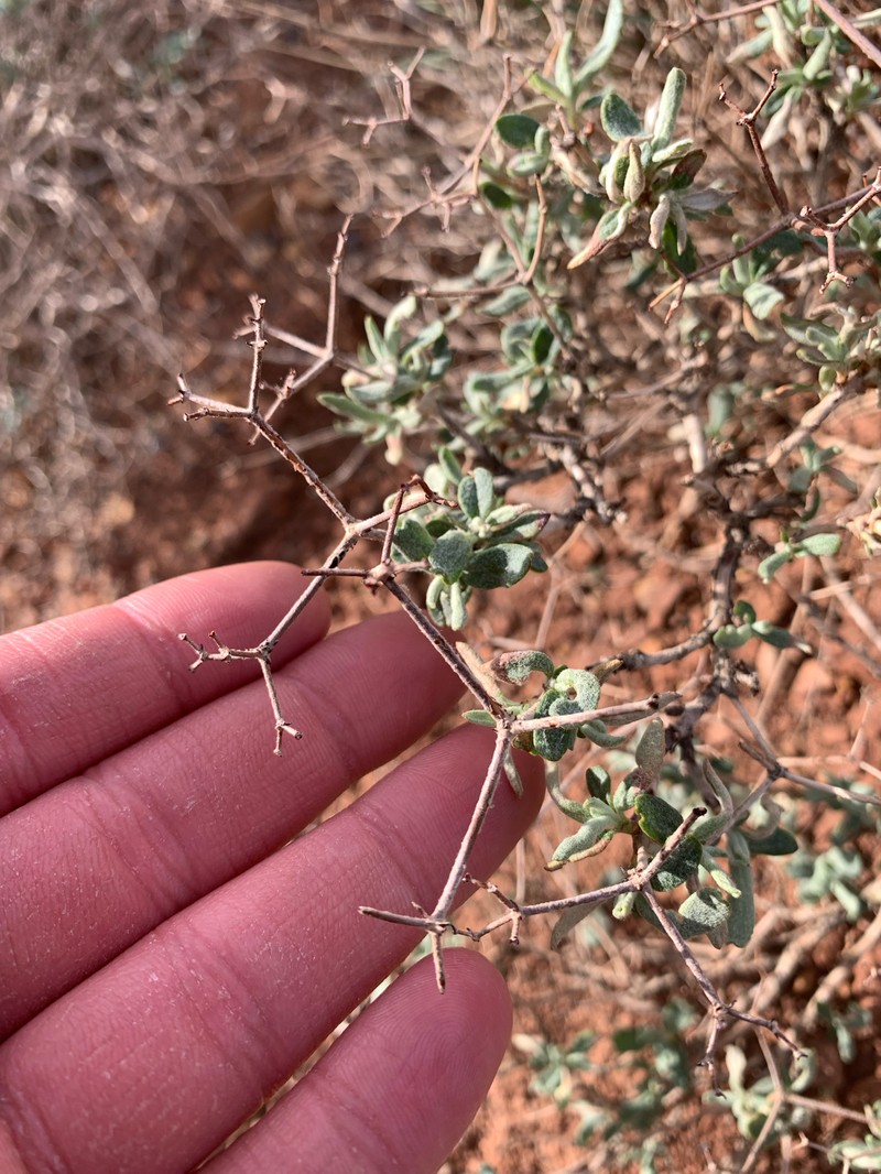 Eriogonum corymbosum var. corymbosum photo 4