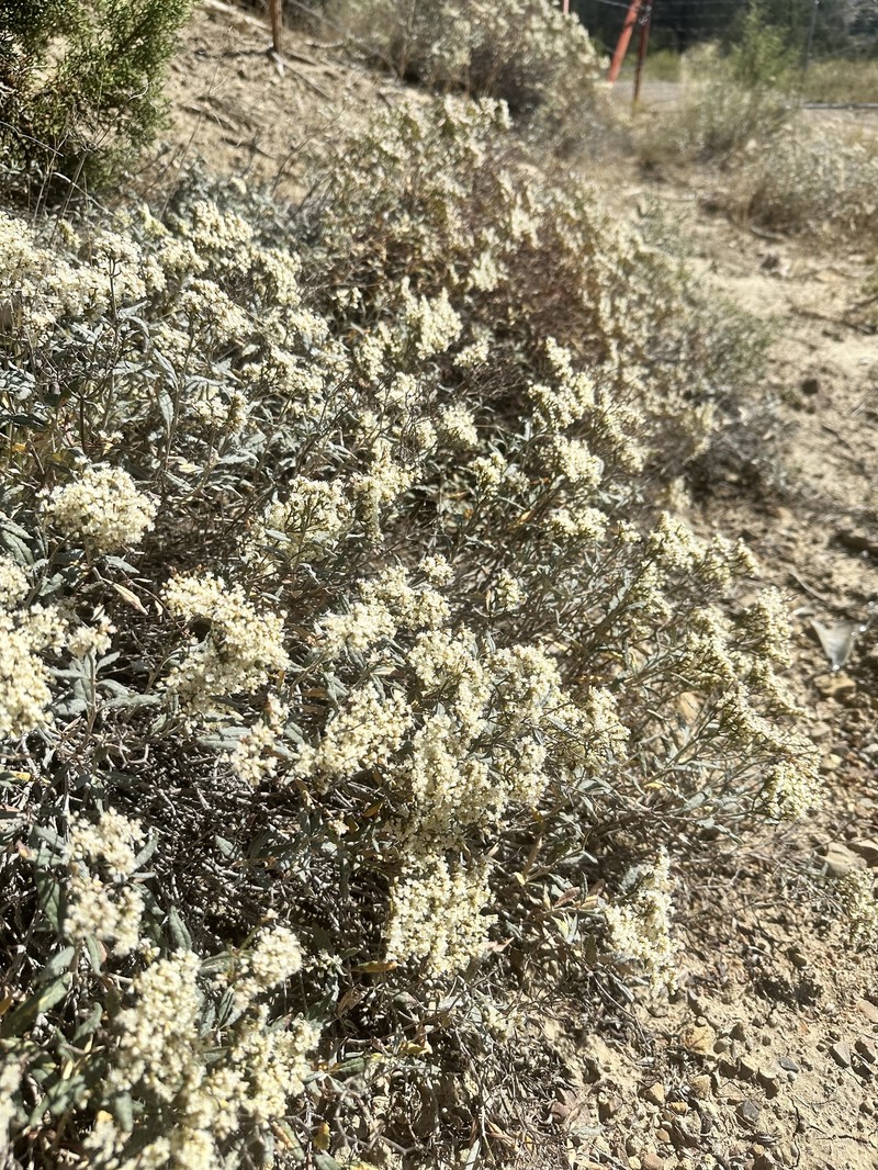 Eriogonum corymbosum var. corymbosum photo 5