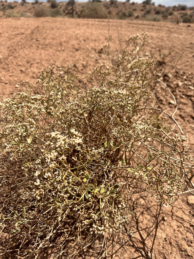 Eriogonum corymbosum var. corymbosum photo 6