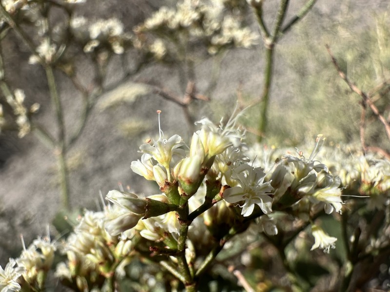 Eriogonum corymbosum var. corymbosum photo 7