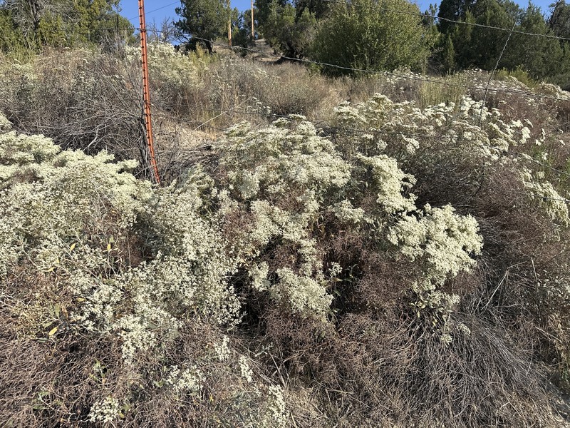 Eriogonum corymbosum var. corymbosum photo 8