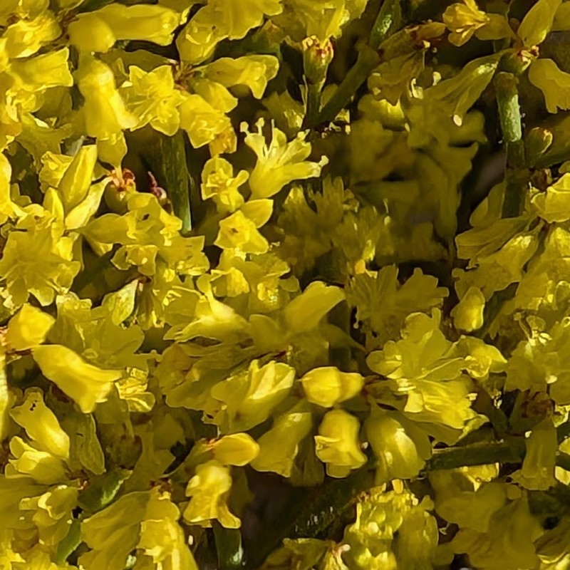Eriogonum corymbosum var. glutinosum