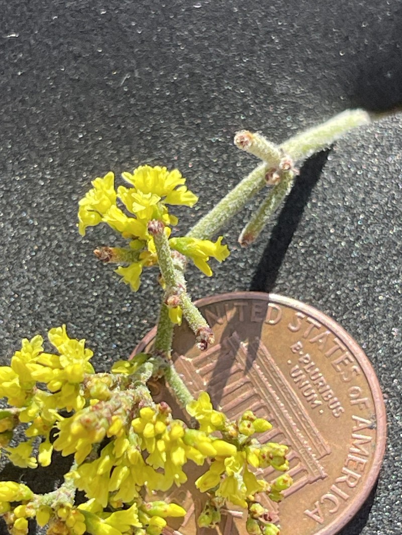 Eriogonum corymbosum var. glutinosum photo 2