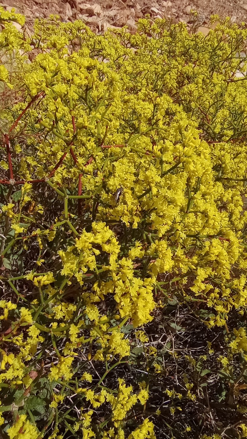 Eriogonum corymbosum var. glutinosum photo 3