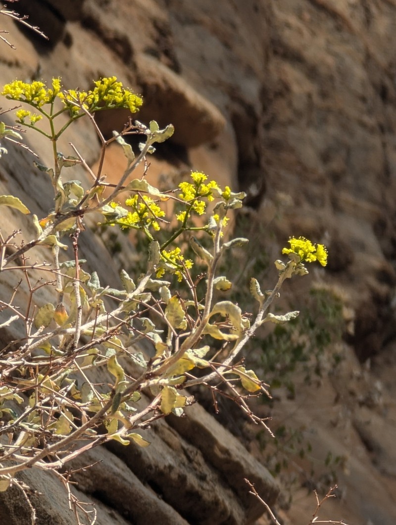Eriogonum corymbosum var. glutinosum photo 4