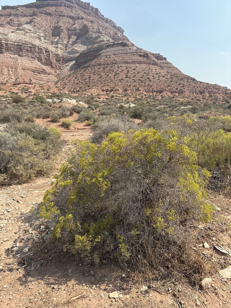 Eriogonum corymbosum var. glutinosum photo 5