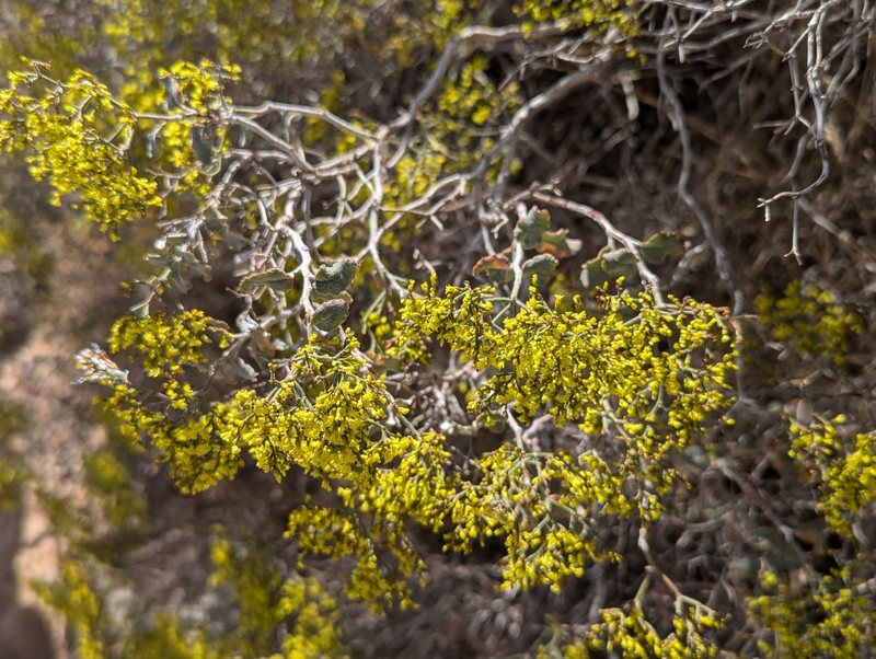 Eriogonum corymbosum var. glutinosum photo 7