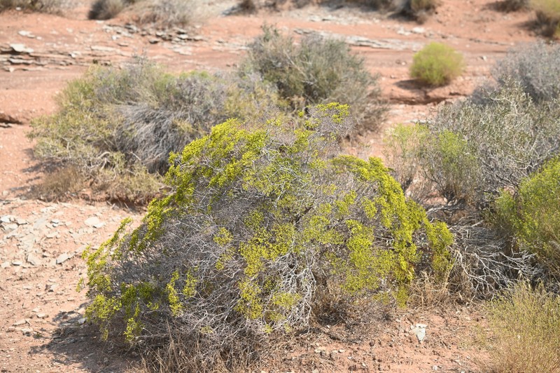 Eriogonum corymbosum var. glutinosum photo 8