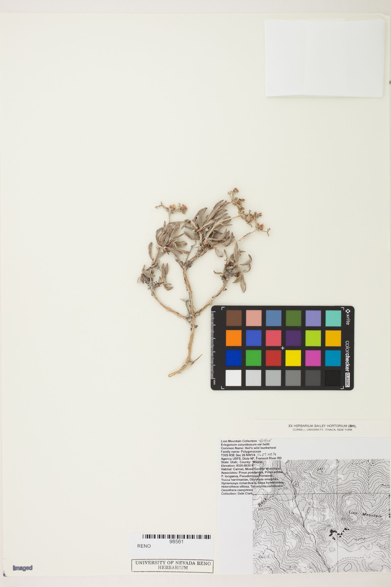 Eriogonum corymbosum var. heilii photo 4