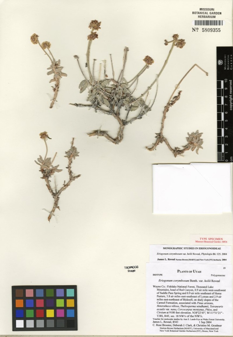 Eriogonum corymbosum var. heilii