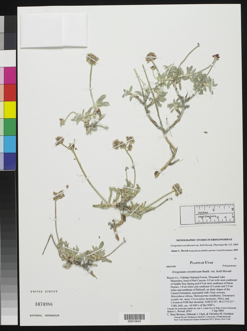 Eriogonum corymbosum var. heilii photo 2