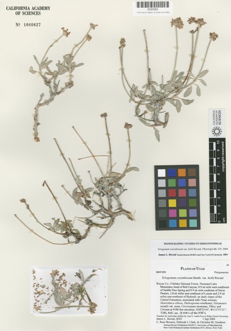Eriogonum corymbosum var. heilii photo 3
