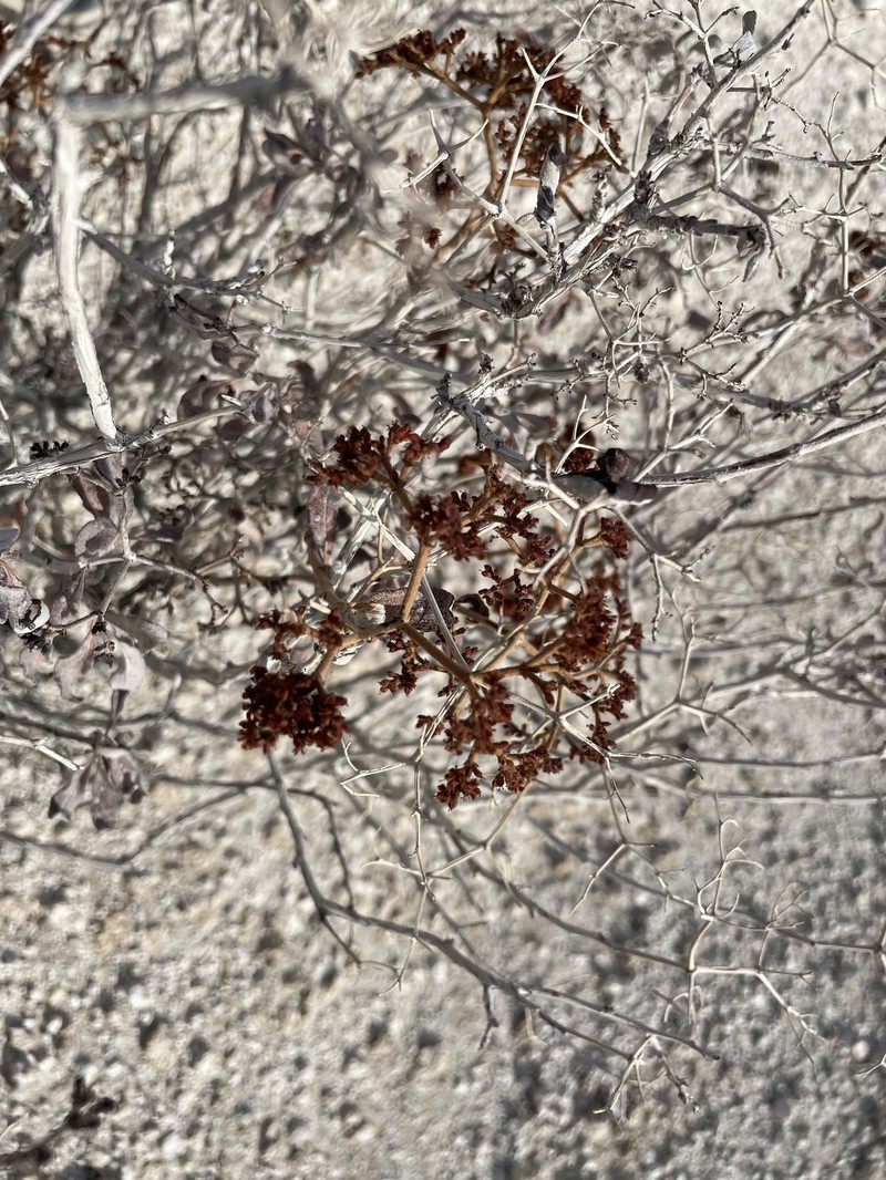 Eriogonum corymbosum var. nilesii