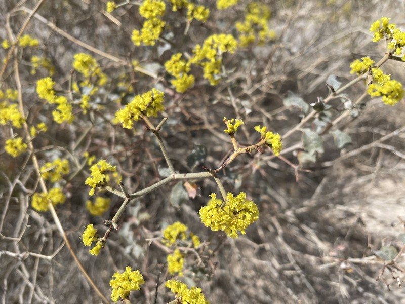 Eriogonum corymbosum var. nilesii photo 2