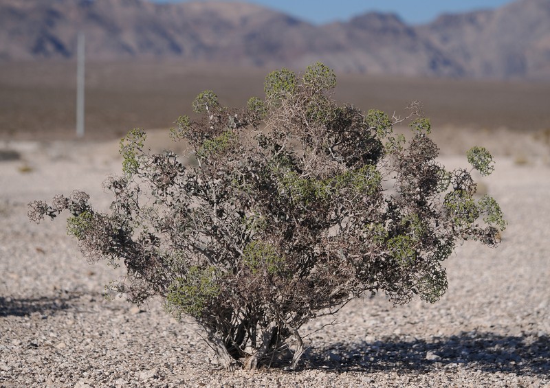 Eriogonum corymbosum var. nilesii photo 3