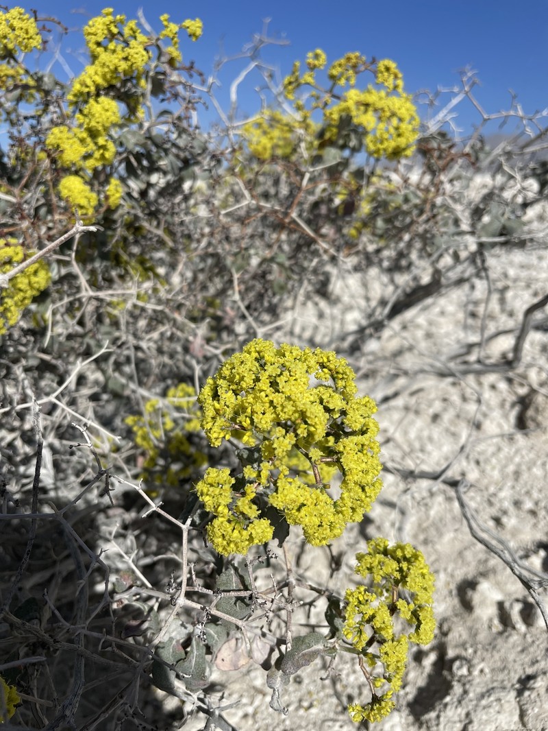Eriogonum corymbosum var. nilesii photo 4