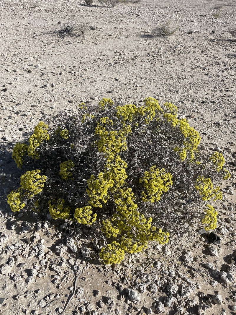 Eriogonum corymbosum var. nilesii photo 5