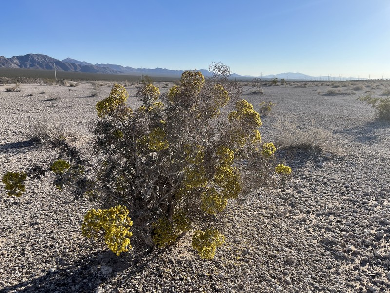 Eriogonum corymbosum var. nilesii photo 6