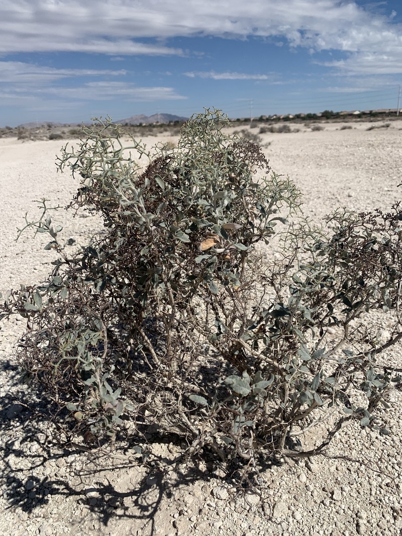Eriogonum corymbosum var. nilesii photo 7
