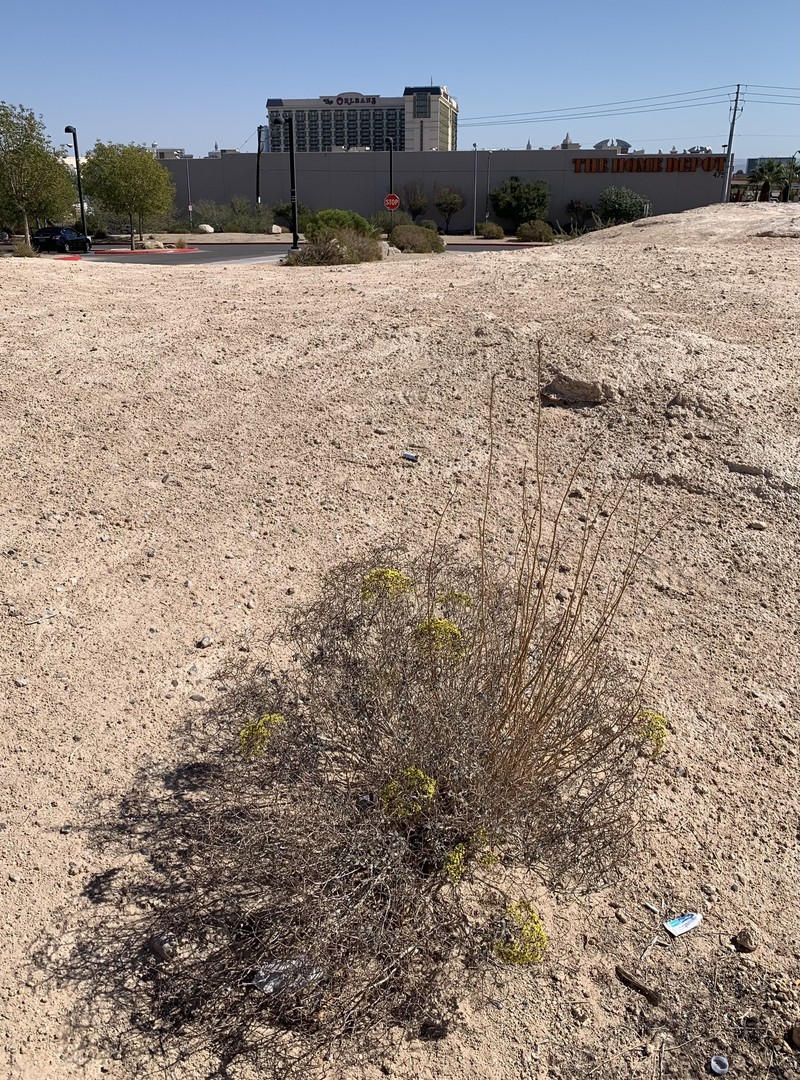 Eriogonum corymbosum var. nilesii photo 8