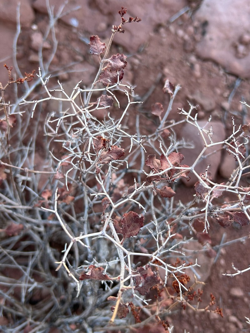 Eriogonum corymbosum var. orbiculatum
