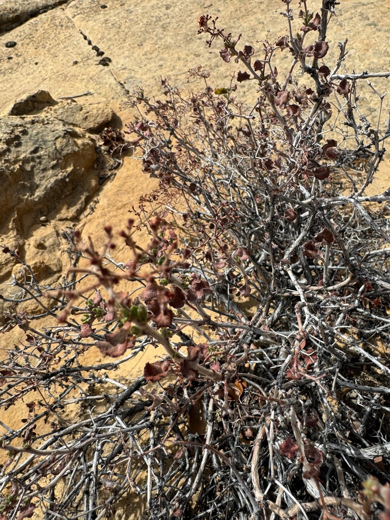 Eriogonum corymbosum var. orbiculatum photo 2
