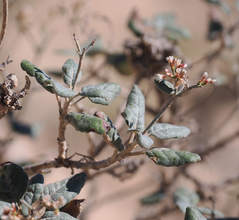 Eriogonum corymbosum var. orbiculatum photo 3