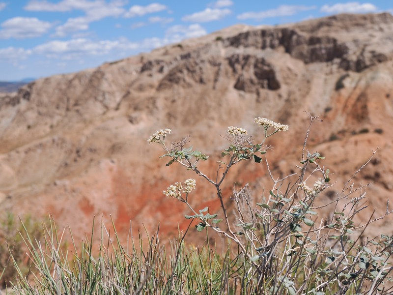 Eriogonum corymbosum var. orbiculatum photo 4