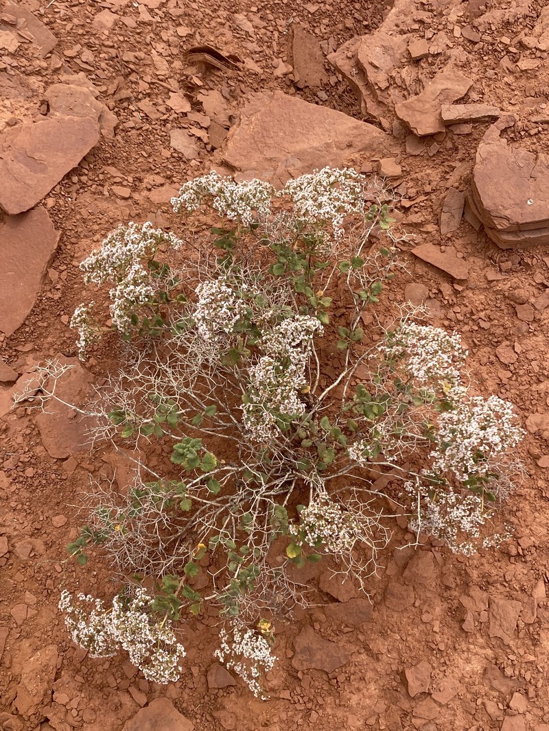 Eriogonum corymbosum var. orbiculatum photo 5