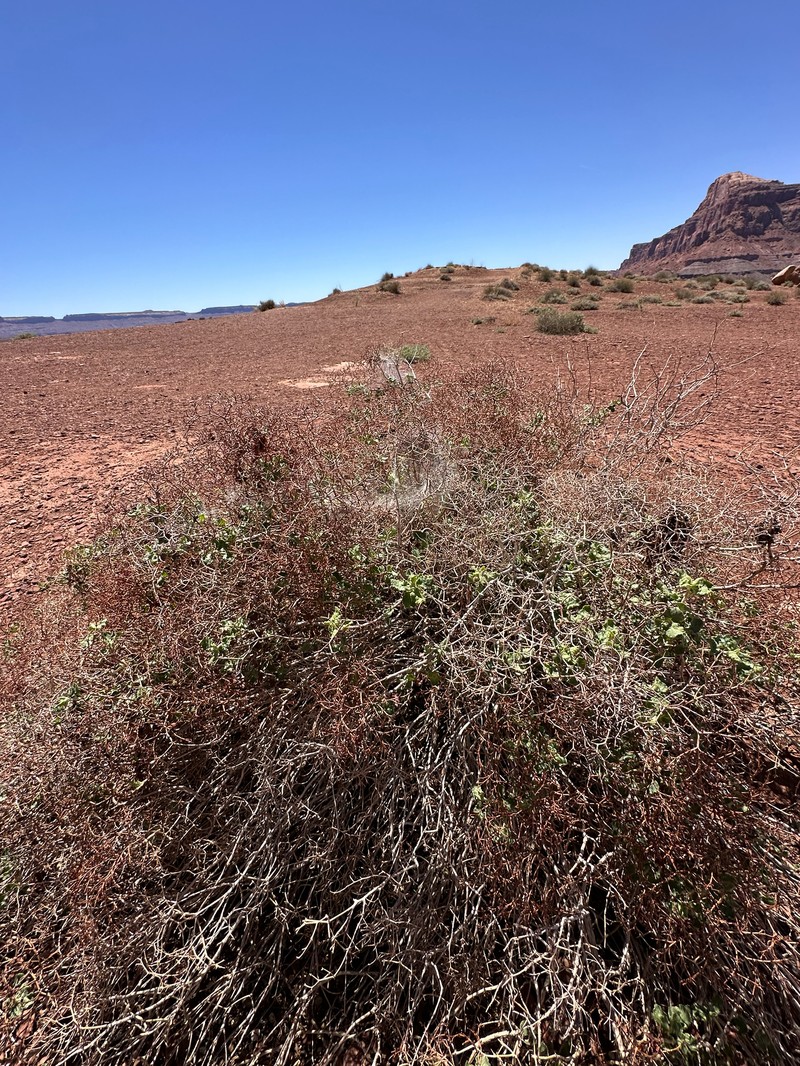 Eriogonum corymbosum var. orbiculatum photo 6