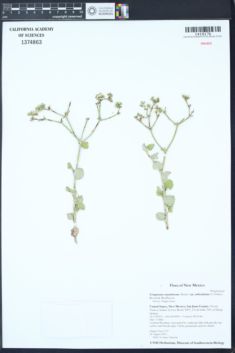 Eriogonum corymbosum var. orbiculatum photo 7