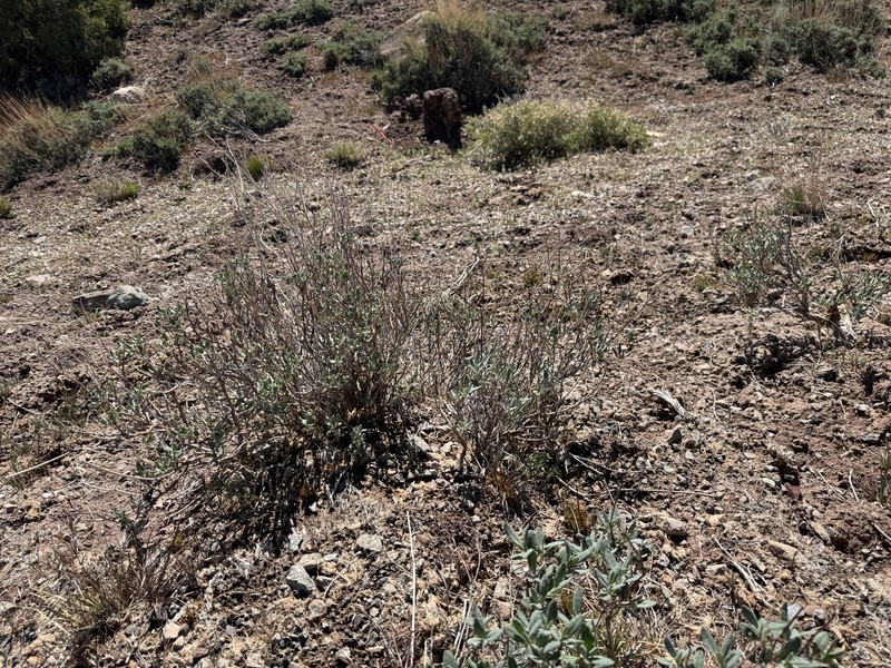 Eriogonum corymbosum var. revealianum