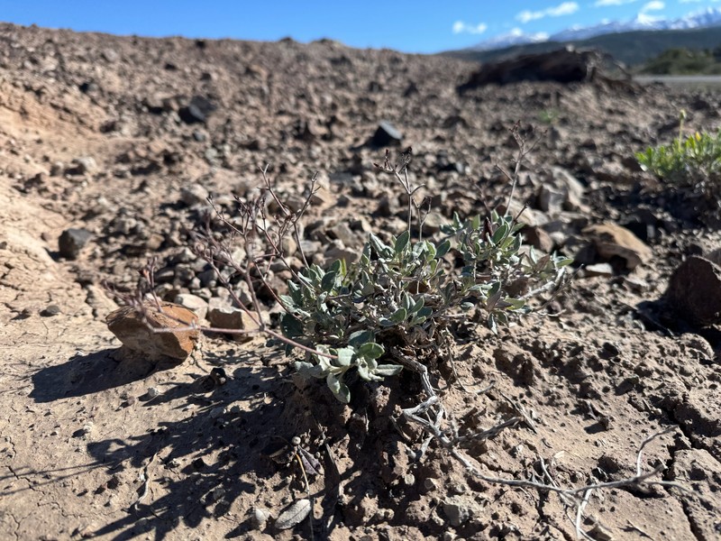 Eriogonum corymbosum var. revealianum photo 2