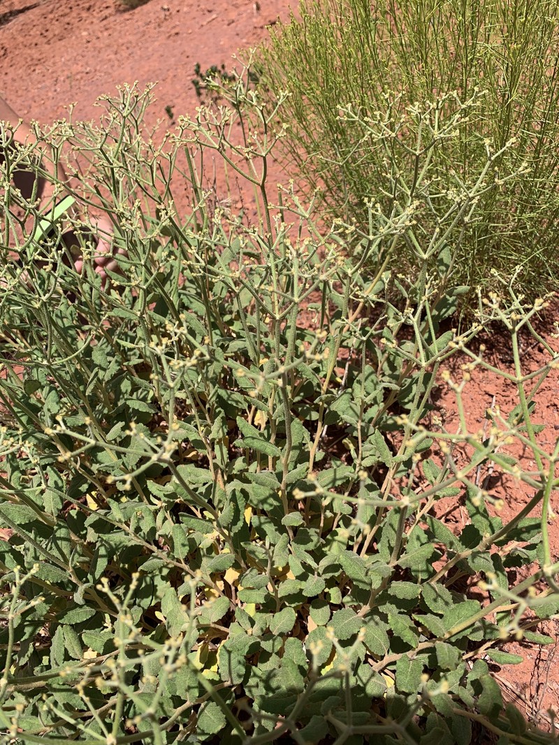 Eriogonum corymbosum var. velutinum