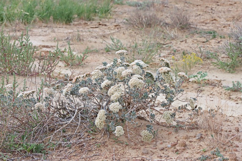 Eriogonum corymbosum var. velutinum photo 2