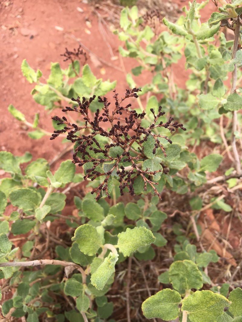 Eriogonum corymbosum var. velutinum photo 3