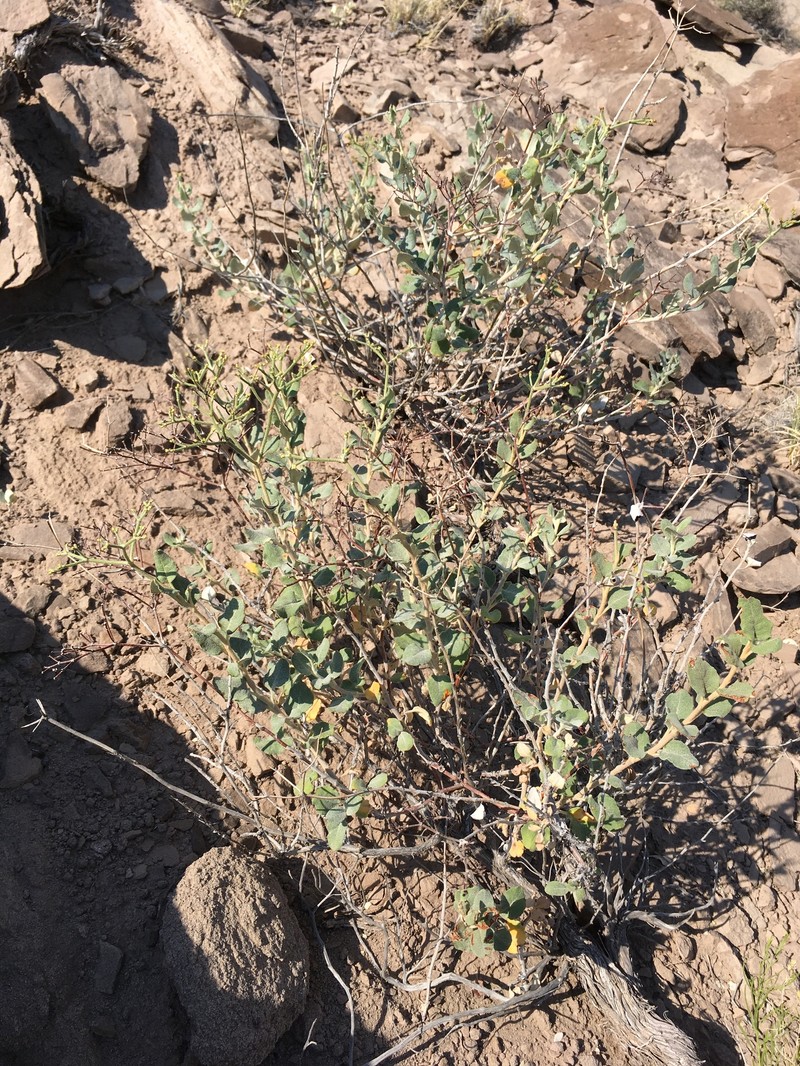 Eriogonum corymbosum var. velutinum photo 4