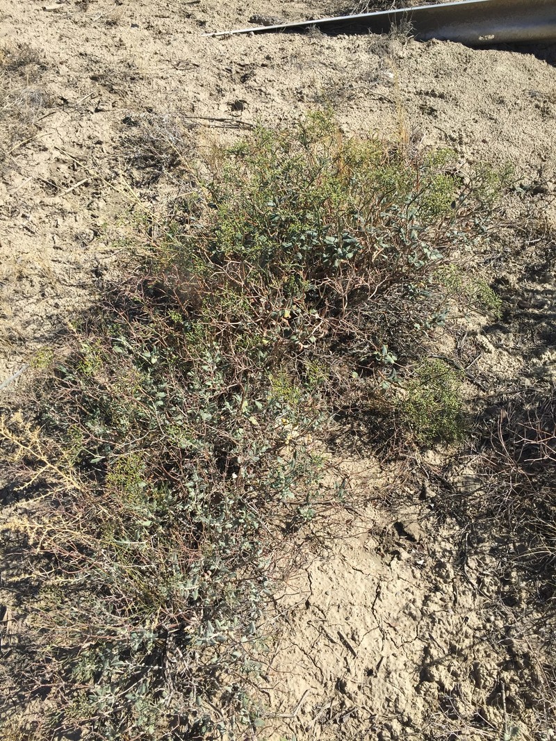 Eriogonum corymbosum var. velutinum photo 5