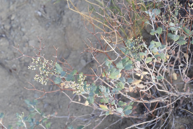 Eriogonum corymbosum var. velutinum photo 6