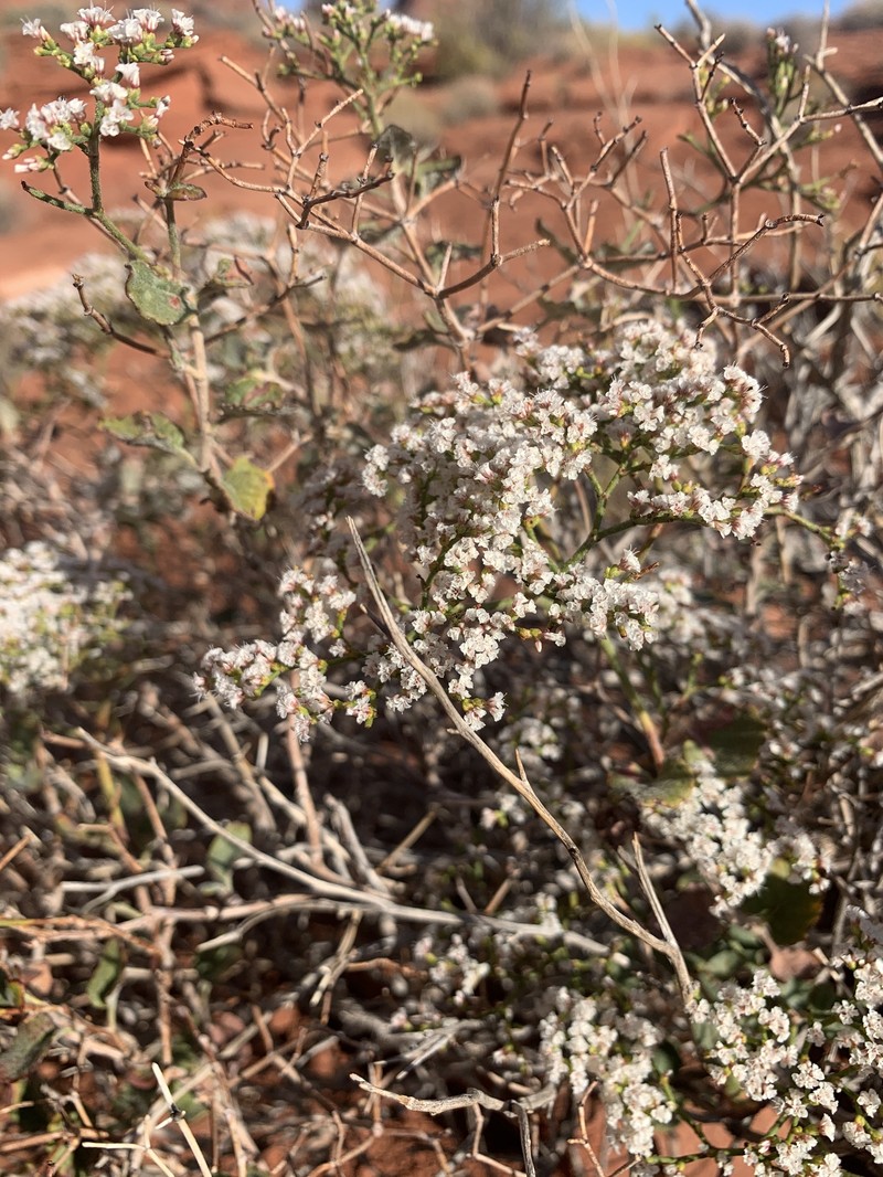Eriogonum corymbosum var. velutinum photo 7