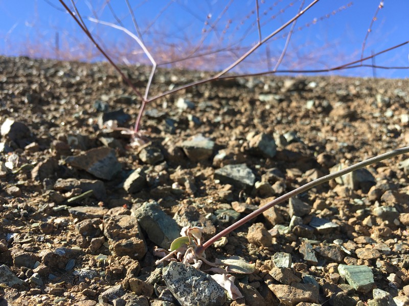 Coville's Buckwheat