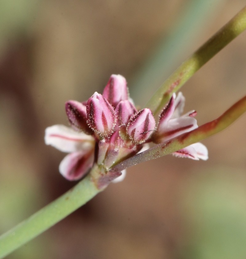 Coville's Buckwheat photo 2