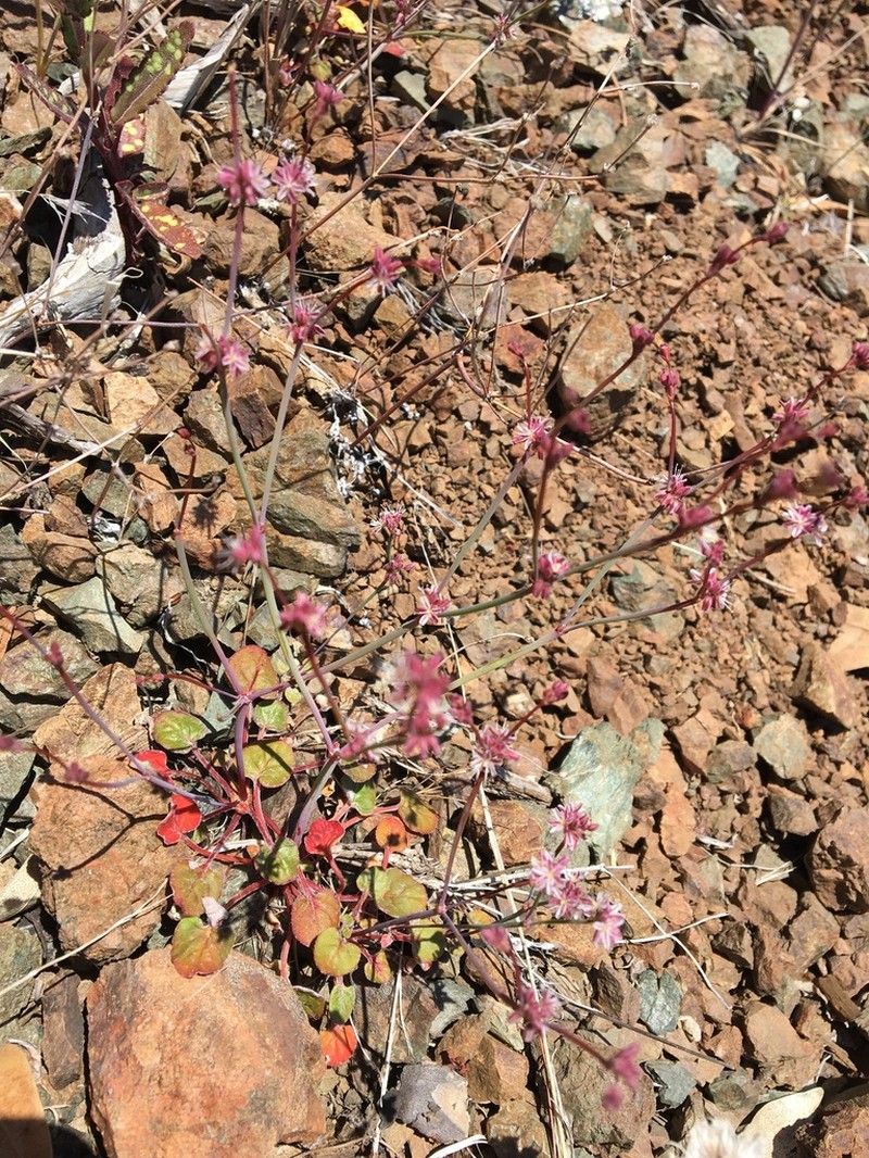 Coville's Buckwheat photo 3
