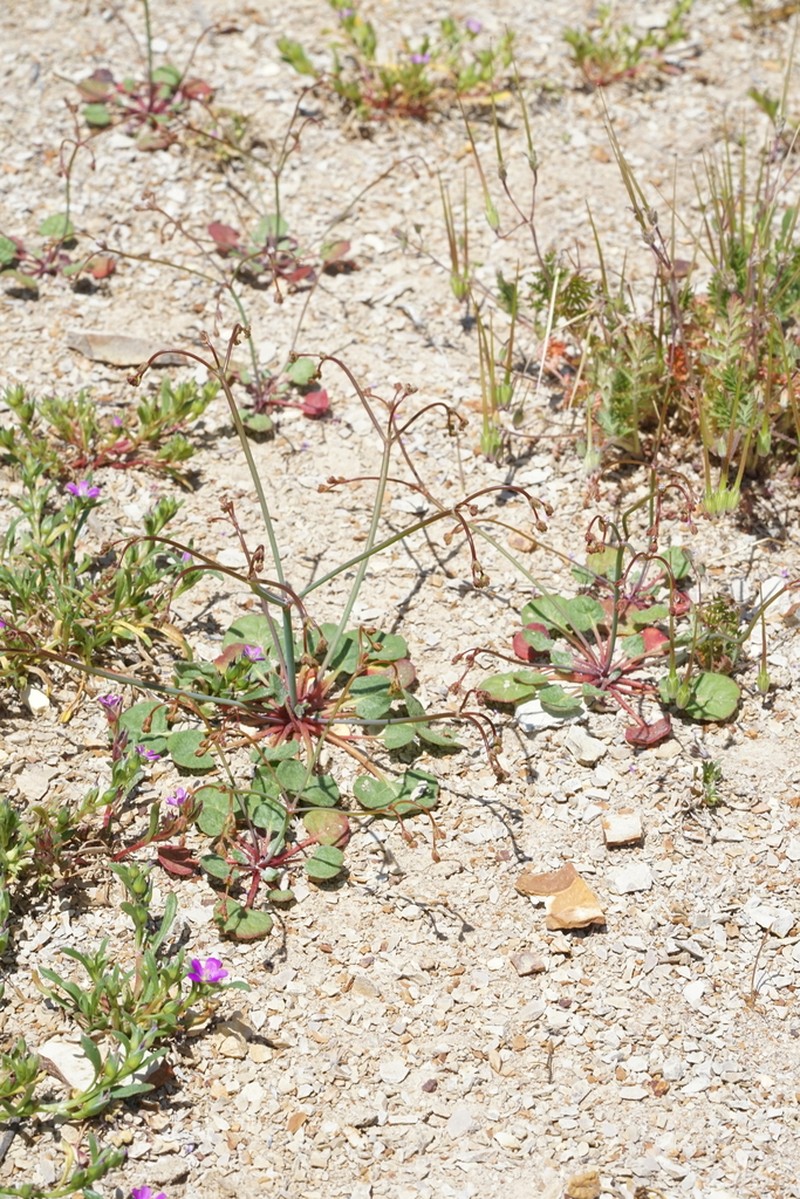 Coville's Buckwheat photo 4